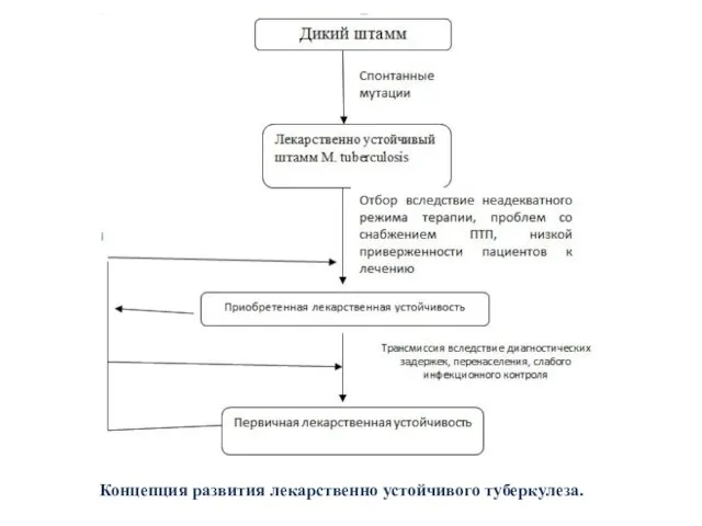 Концепция развития лекарственно устойчивого туберкулеза.