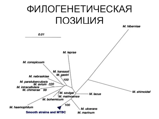 ФИЛОГЕНЕТИЧЕСКАЯ ПОЗИЦИЯ