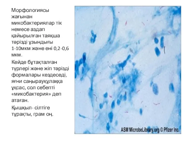 Морфологиясы жағынан микобактериялар тік немесе аздап қайырылған таяқша тәрізді ұзындығы 1-10мкм