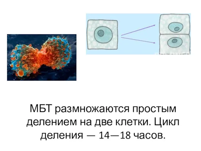 МБТ размножаются простым делением на две клетки. Цикл деления — 14—18 часов.