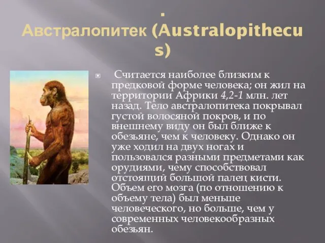 . Австралопитек (Australopithecus) Считается наиболее близким к предковой форме человека; он