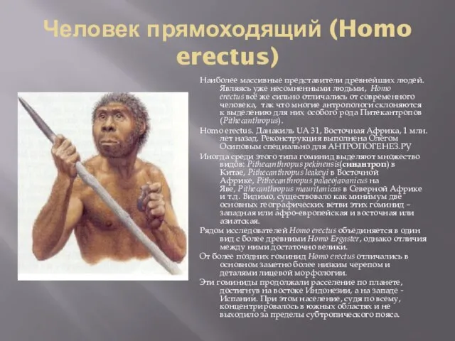 Человек прямоходящий (Homo erectus) Наиболее массивные представители древнейших людей. Являясь уже