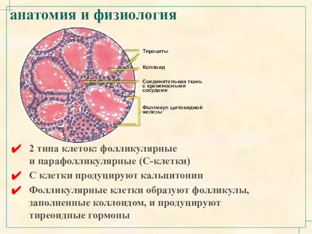 анатомия и физиология 2 типа клеток: фолликулярные и парафолликулярные (С-клетки) С