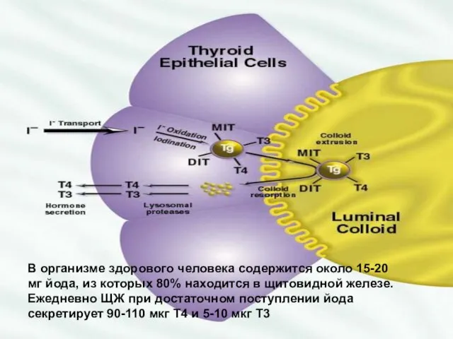 В организме здорового человека содержится около 15-20 мг йода, из которых