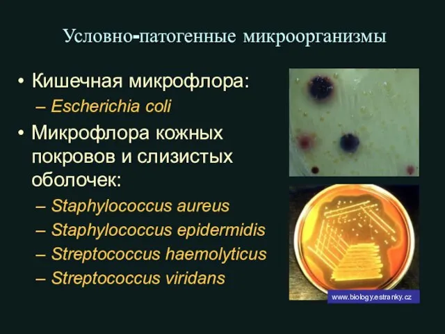 Условно-патогенные микроорганизмы Кишечная микрофлора: Escherichia coli Микрофлора кожных покровов и слизистых