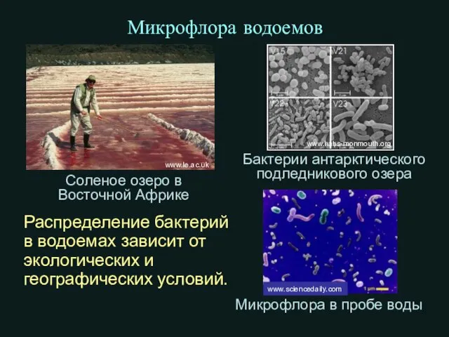 Микрофлора водоемов Распределение бактерий в водоемах зависит от экологических и географических