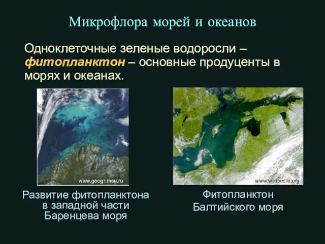Микрофлора морей и океанов Одноклеточные зеленые водоросли – фитопланктон – основные
