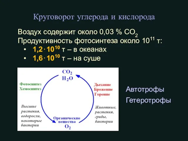 Круговорот углерода и кислорода Воздух содержит около 0,03 % СO2 Продуктивность