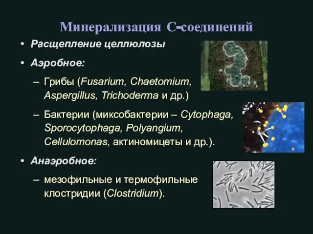 Минерализация С-соединений Расщепление целлюлозы Аэробное: Грибы (Fusarium, Chaetomium, Aspergillus, Trichoderma и