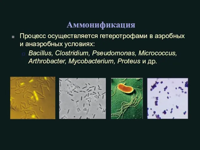 Процесс осуществляется гетеротрофами в аэробных и анаэробных условиях: Bacillus, Clostridium, Pseudomonas,