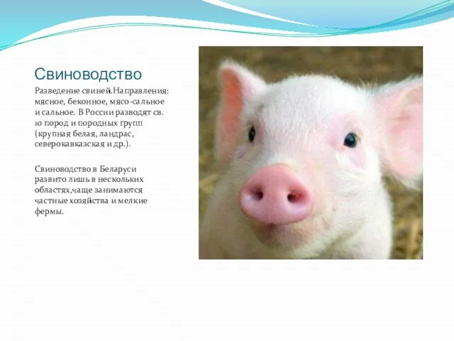 Свиноводство Разведение свиней.Направления: мясное, беконное, мясо-сальное и сальное. В России разводят