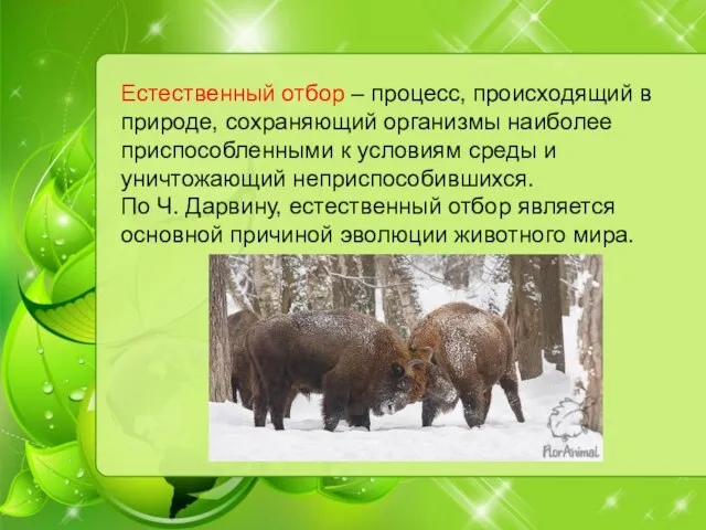 Естественный отбор – процесс, происходящий в природе, сохраняющий организмы наиболее приспособленными