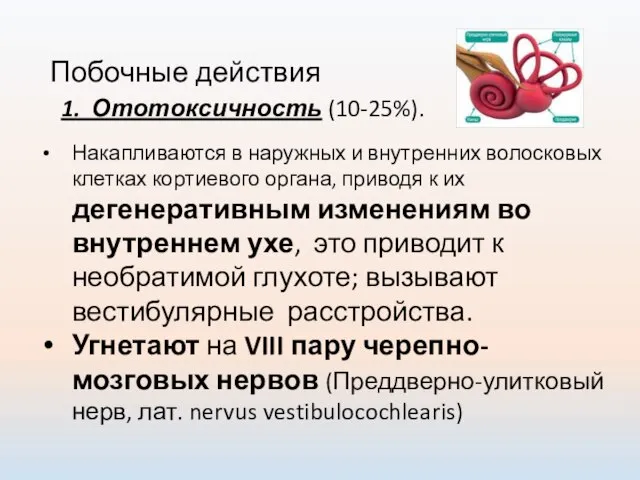 Побочные действия 1. Ототоксичность (10-25%). Накапливаются в наружных и внутренних волосковых