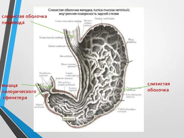 слизистая оболочка пищевода мышца пилорического сфинктера слизистая оболочка