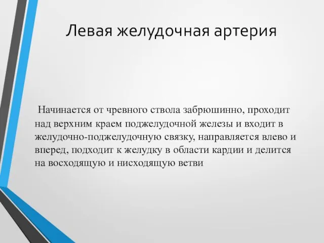 Левая желудочная артерия Начинается от чревного ствола забрюшинно, проходит над верхним