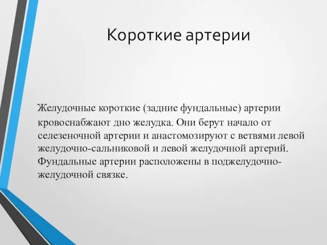 Короткие артерии Желудочные короткие (задние фундальные) артерии кровоснабжают дно желудка. Они