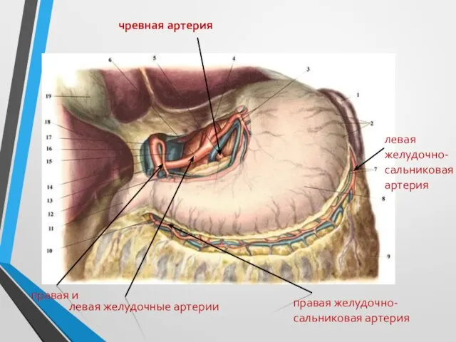 чревная артерия левая желудочные артерии правая и левая желудочно- сальниковая артерия правая желудочно-сальниковая артерия