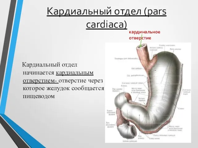 Кардиальный отдел (pars cardiaca) Кардиальный отдел начинается кардиальным отверстием- отверстие через
