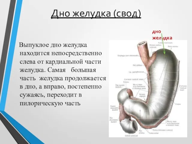 Дно желудка (свод) Выпуклое дно желудка находится непосредственно слева от кардиальной