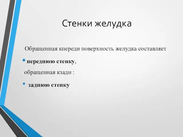 Стенки желудка Обращенная кпереди поверхность желудка составляет переднюю стенку, обращенная кзади : заднюю стенку