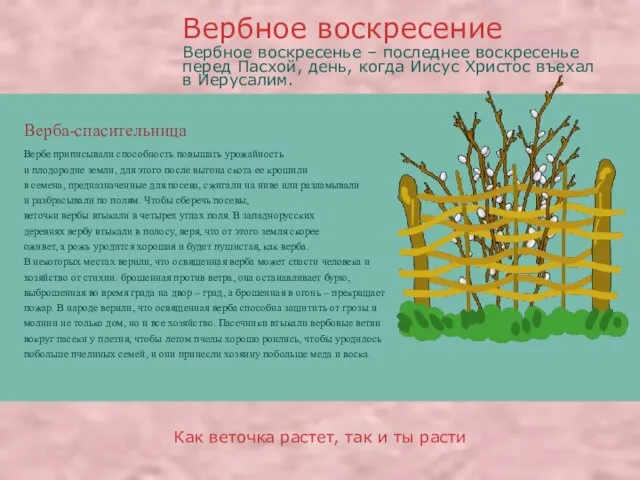 Верба-спасительница Вербе приписывали способность повышать урожайность и плодородие земли, для этого