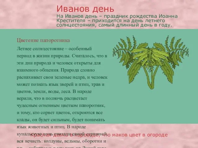 Цветение папоротника Красная девка в хороводе, что маков цвет в огороде