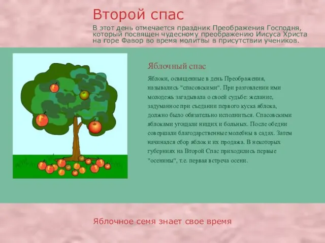 Яблочный спас Яблочное семя знает свое время Яблоки, освященные в день