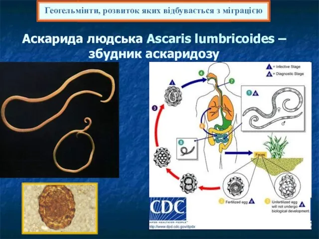 Аскарида людська Ascaris lumbricoides – збудник аскаридозу 2. Круглі черви -