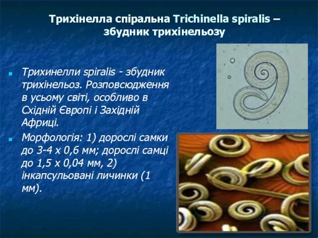 Трихинелли spiralis - збудник трихінельоз. Розповсюдження в усьому світі, особливо в