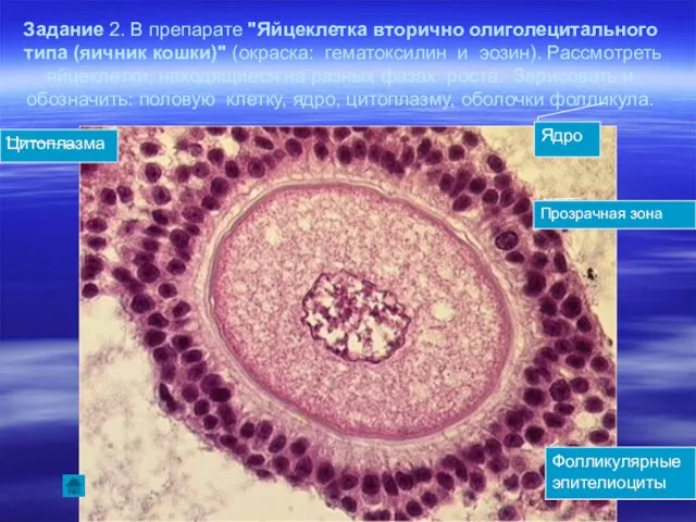 Задание 2. В препарате "Яйцеклетка вторично олиголецитального типа (яичник кошки)" (окраска: