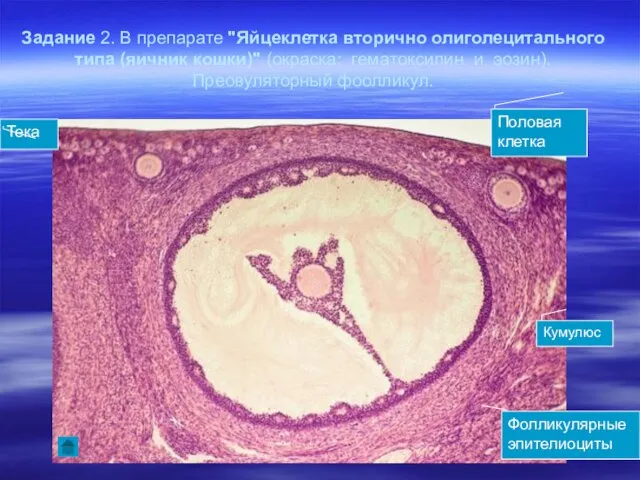 Задание 2. В препарате "Яйцеклетка вторично олиголецитального типа (яичник кошки)" (окраска: