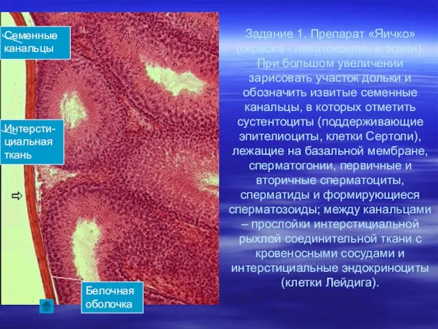 Задание 1. Препарат «Яичко» (окраска - гематоксилин и эозин). При большом