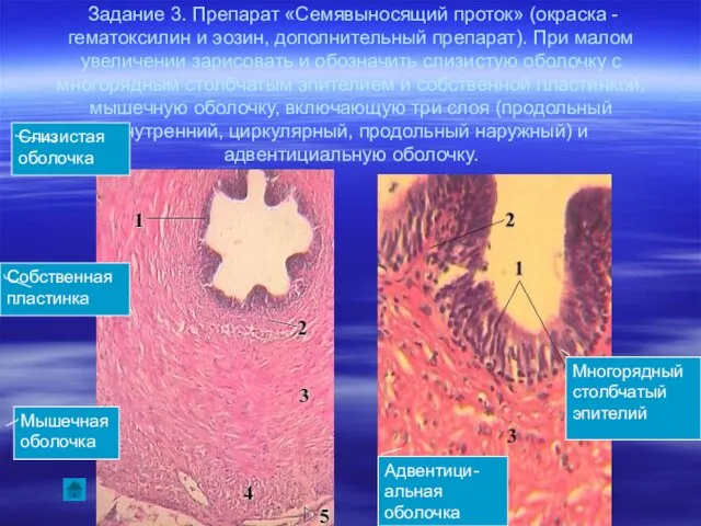 Задание 3. Препарат «Семявыносящий проток» (окраска - гематоксилин и эозин, дополнительный