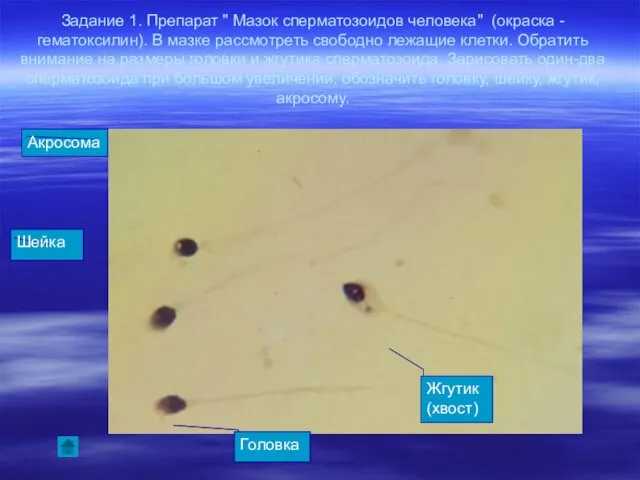 Задание 1. Препарат " Мазок сперматозоидов человека" (окраска - гематоксилин). В