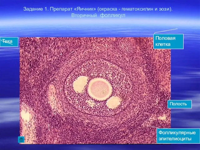Задание 1. Препарат «Яичник» (окраска - гематоксилин и эози). Вторичный фолликул