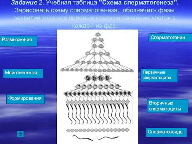 Задание 2. Учебная таблица "Схема сперматогенеза". Зарисовать схему сперматогенеза, обозначить фазы