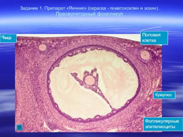 Задание 1. Препарат «Яичник» (окраска - гематоксилин и эозин). Преовуляторный фоолликул