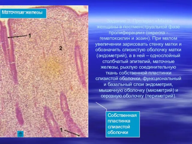 Задание 3. Препарат «Матка женщины в постменструальной фазе пролиферации» (окраска -
