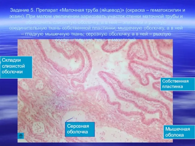 Задание 5. Препарат «Маточная труба (яйцевод)» (окраска – гематоксилин и эозин).