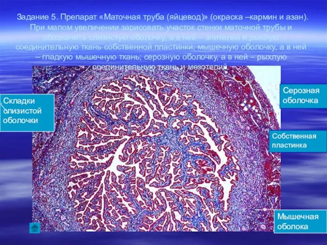 Задание 5. Препарат «Маточная труба (яйцевод)» (окраска –кармин и азан). При