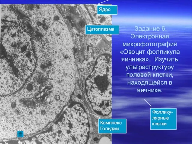 Задание 6. Электронная микрофотография «Овоцит фолликула яичника». Изучить ультраструктуру половой клетки,