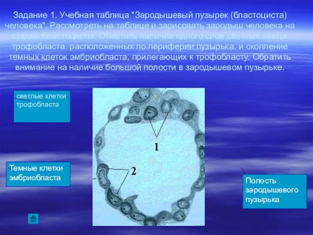 Задание 1. Учебная таблица "Зародышевый пузырек (бластоциста) человека". Рассмотреть на таблице