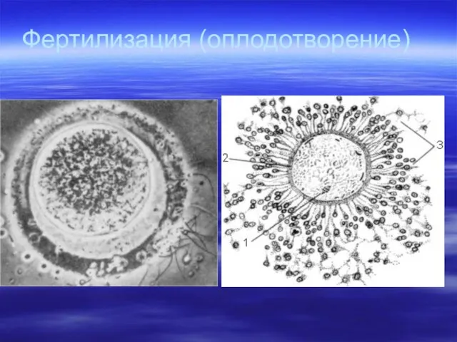 Фертилизация (оплодотворение)