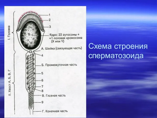 Схема строения сперматозоида