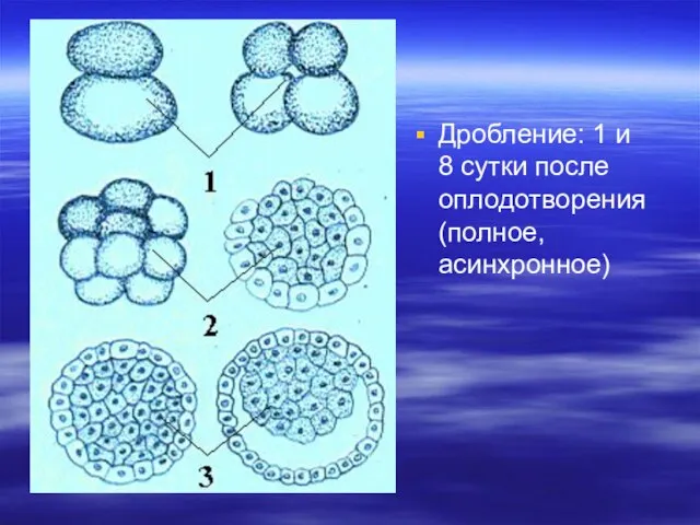 Дробление: 1 и 8 сутки после оплодотворения (полное, асинхронное)