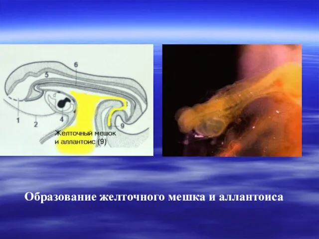 Образование желточного мешка и аллантоиса