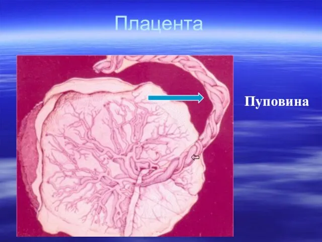 Плацента Пуповина