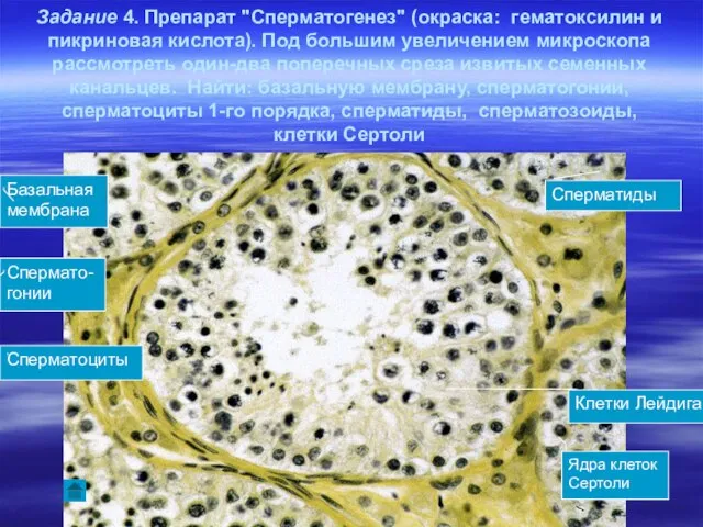 Задание 4. Препарат "Сперматогенез" (окраска: гематоксилин и пикриновая кислота). Под большим