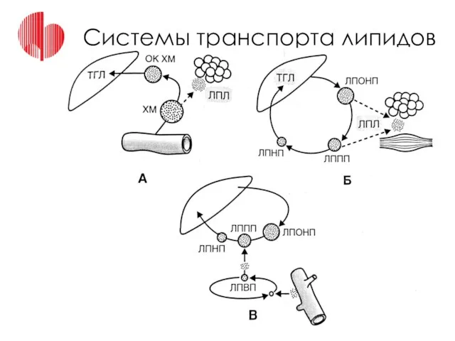 Системы транспорта липидов Липазы: Липопротеидлипаза – на эндотелии жировой ткани и