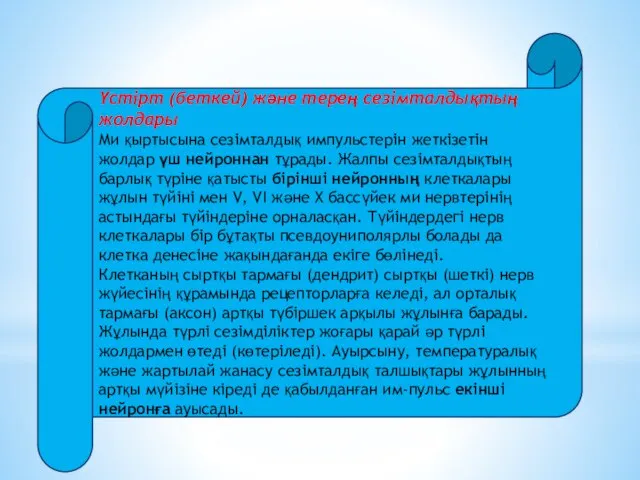 Үстірт (беткей) және терең сезімталдықтың жолдары Ми қыртысына сезімталдық импульстерін жеткізетін